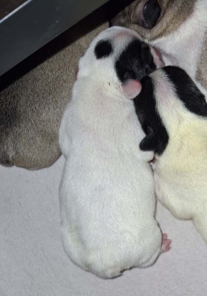 imaheartbreaker tag1-3a